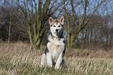 ALASKAN MALAMUTE 887
